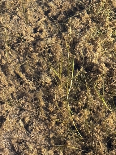 widgeongrass (Ruppia maritima)