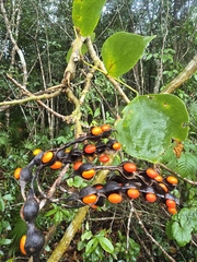 Erythrina standleyana
