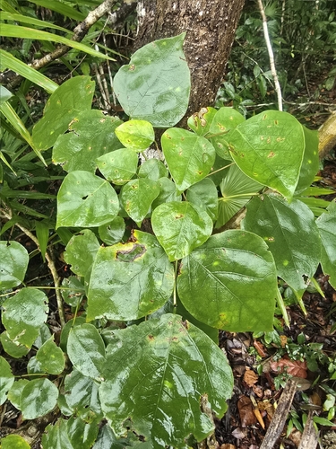 Erythrina standleyana, photograph 2
