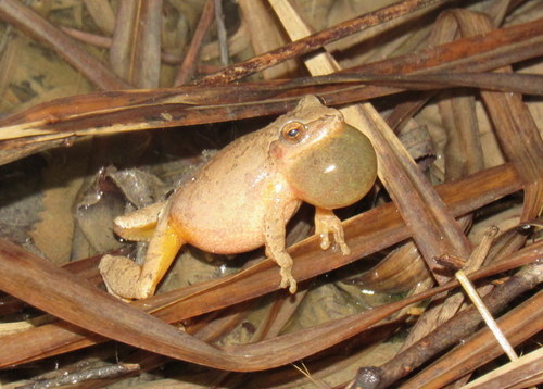 Spring Peeper photographed in Missouri