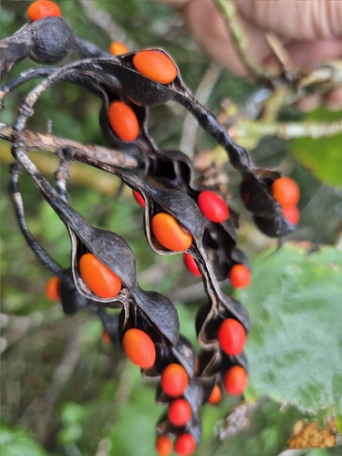 Erythrina standleyana, photograph 3