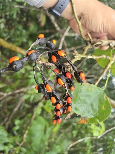 Erythrina standleyana, photograph 4