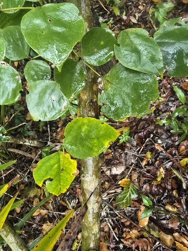 Erythrina standleyana, photograph 5
