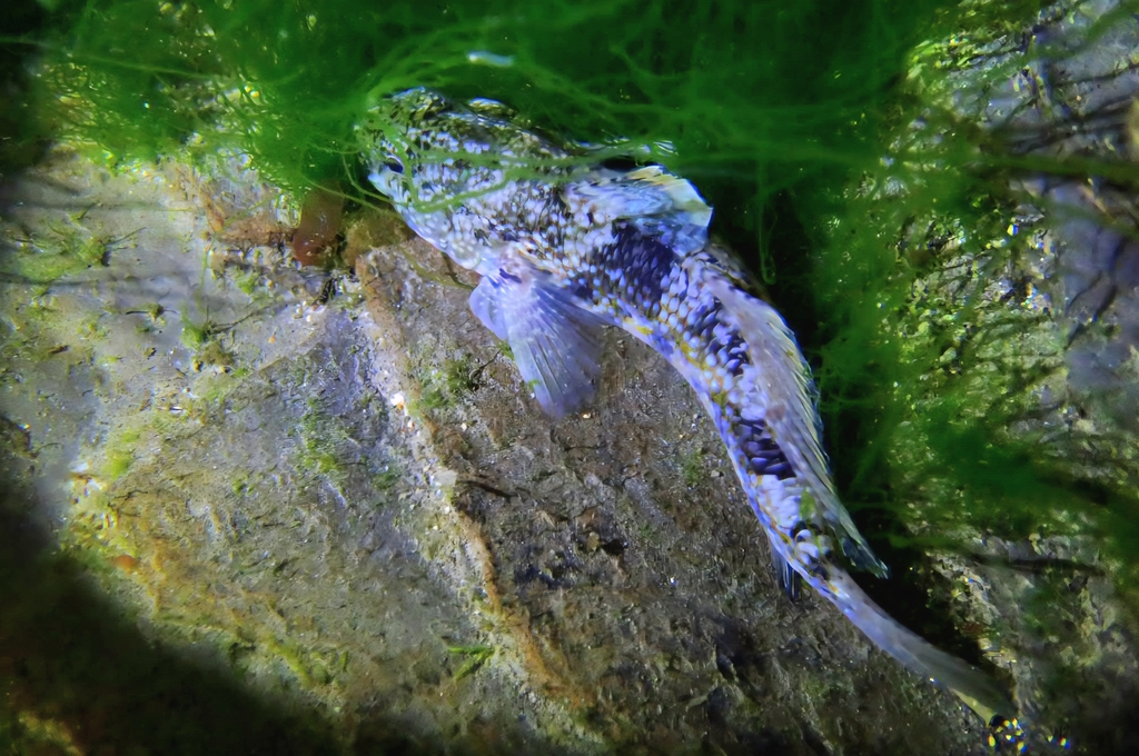 Brown goby (Bathygobius fuscus) — Gobiidae