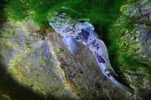Brown goby (Bathygobius fuscus) — Gobiidae