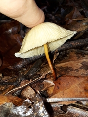 Marasmius congregatus