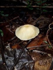 Marasmius congregatus