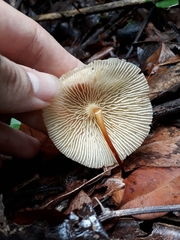 Marasmius congregatus