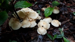 Marasmius congregatus
