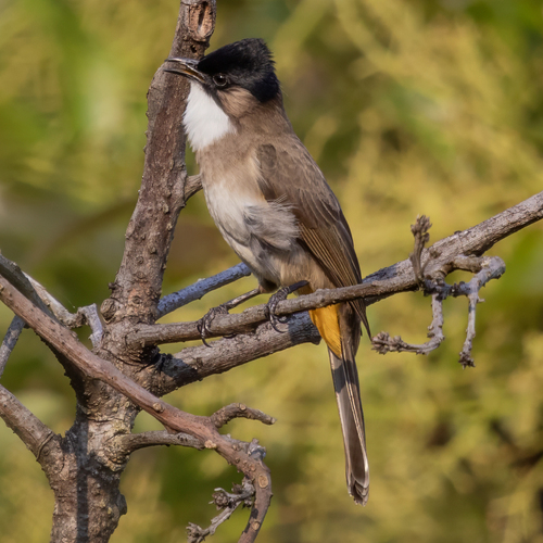 Brown-breasted Bulbul (Pycnonotus xanthorrhous), photo 5