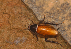 Anallacta methanoides