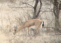 Gazella bennettii