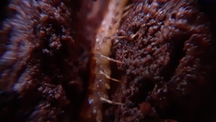 Lithobius variegatus