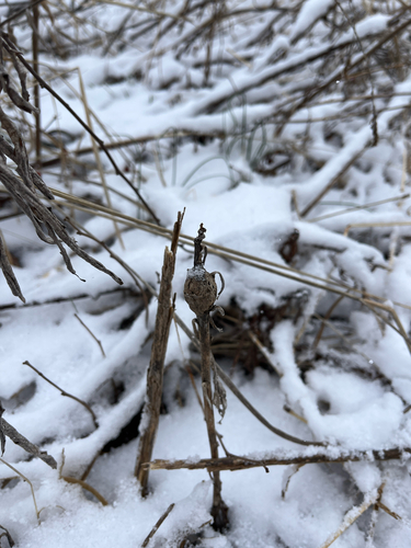 Unknown species found near State College, PA, US