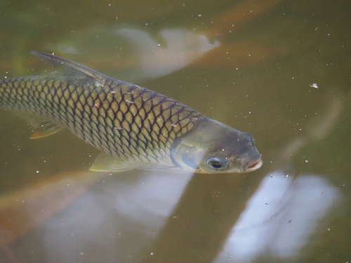 Java barb (Barbonymus gonionotus) — Cyprinidae — 4