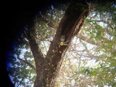 Otus bakkamoena