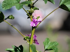 Malva sylvestris