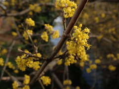 Cornus mas