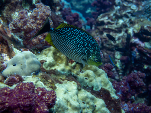 Siganus javus