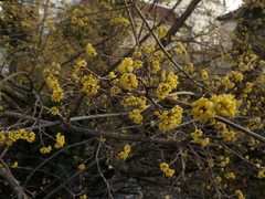 Cornus mas