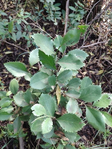 Koko Tree (Maytenus undata)