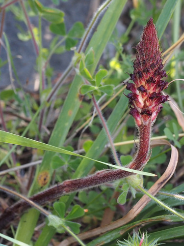Bloody Broomrape (Orobanche sanguinea)