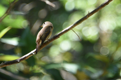 Muscicapa muttui