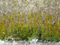 Tortula muralis