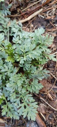 Parthenium bipinnatifidum, photograph 1