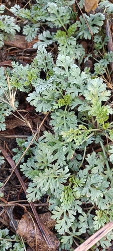 Parthenium bipinnatifidum, photograph 2