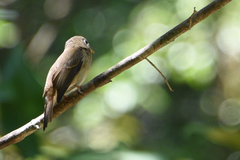 Muscicapa muttui