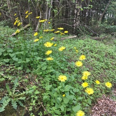 Doronicum × excelsum