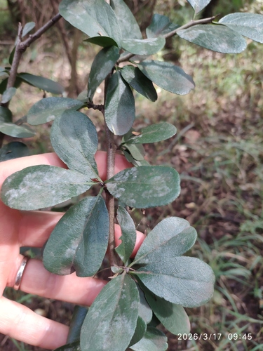 Cape-Lilac (Ehretia rigida)