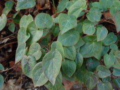 Epimedium