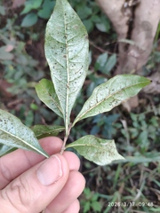 Heteropyxis natalensis, photograph (c) Antoinette Eyssell Knox, some rights reserved (CC BY-SA)