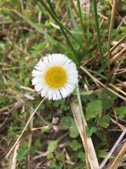 Erigeron procumbens