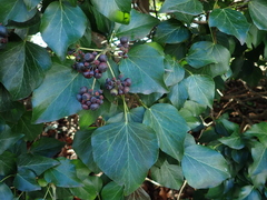 Hedera helix