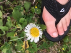 Erigeron procumbens