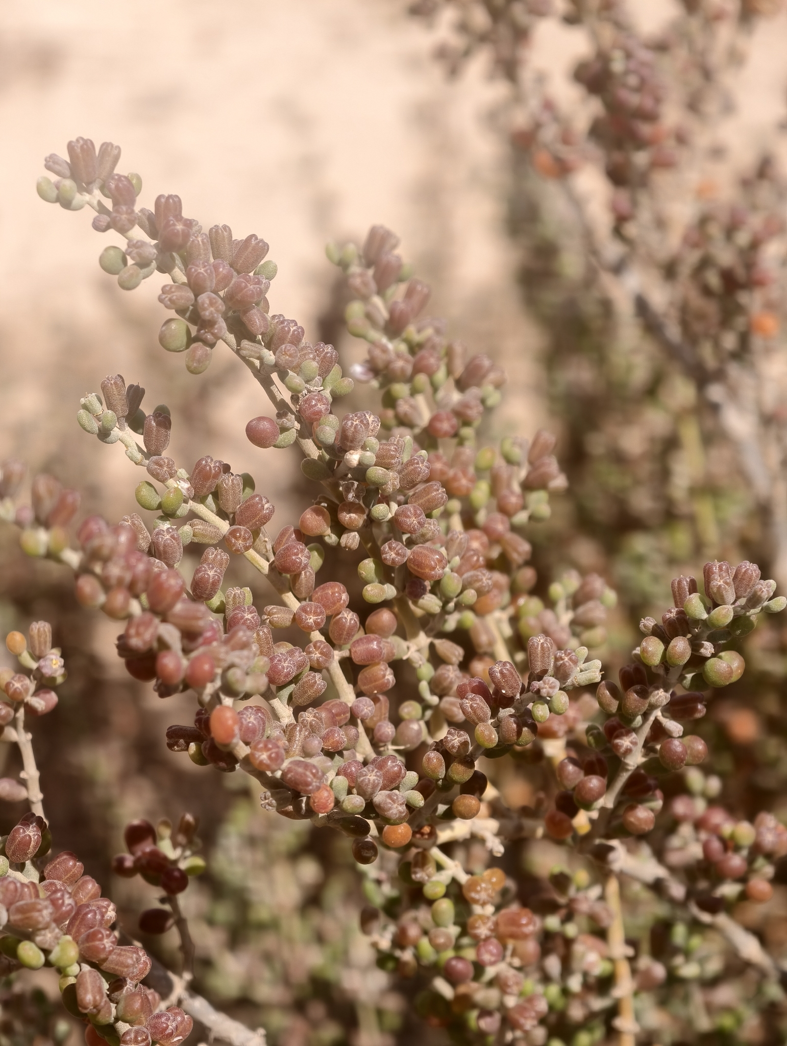 Tetraena waterlotii