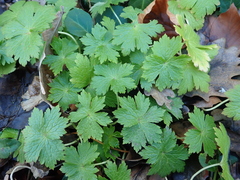 Geranium