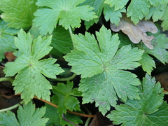 Geranium