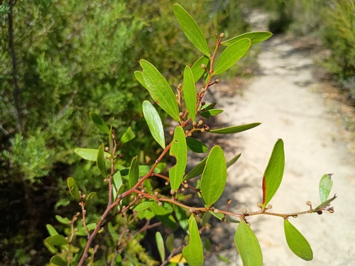 Varnish Wattle (Acacia verniciflua)