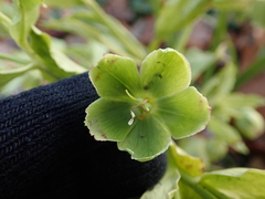 Helleborus foetidus