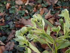 Helleborus foetidus