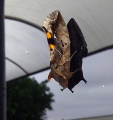 Eudocima serpentifera