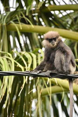 Semnopithecus vetulus