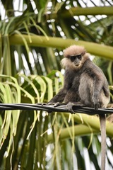 Semnopithecus vetulus