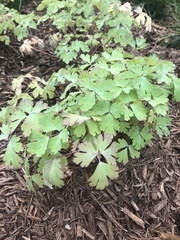 Aquilegia chrysantha