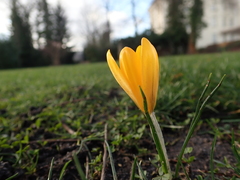 Crocus