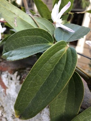 Clematis armandii